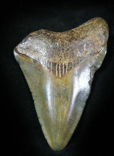 Bargain Juvenile Megalodon Tooth #23367